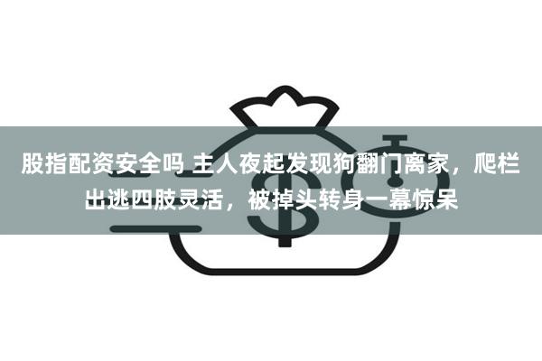 股指配资安全吗 主人夜起发现狗翻门离家，爬栏出逃四肢灵活，被掉头转身一幕惊呆