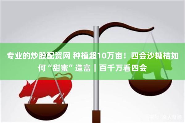 专业的炒股配资网 种植超10万亩！四会沙糖桔如何“甜蜜”造富｜百千万看四会